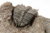 Spiny Cyphaspides Ammari Trilobite - Exceptional Detail #210209-5